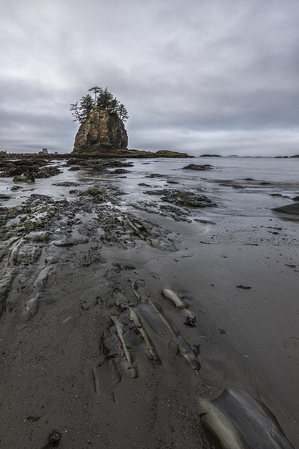 Olympic National Park Photograph - Results from the Ocean by Jon Glaser