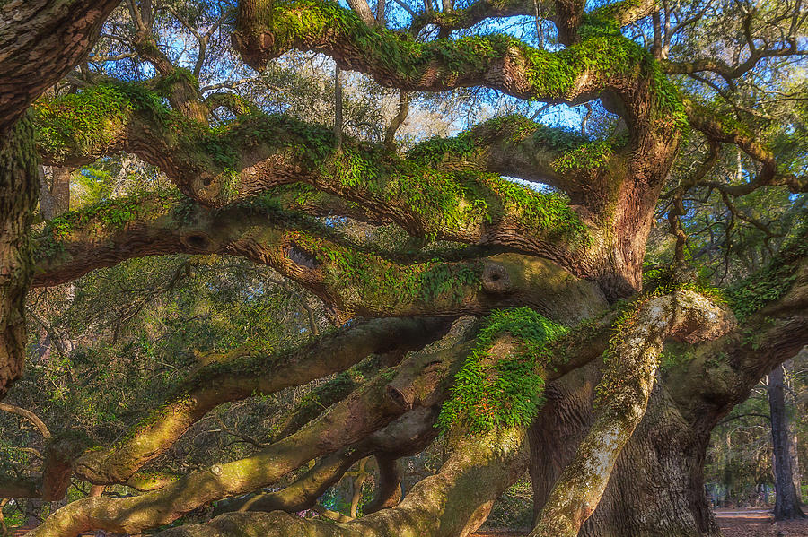 Resurrection Fern dons Angel Oak Photograph by Patricia Schaefer