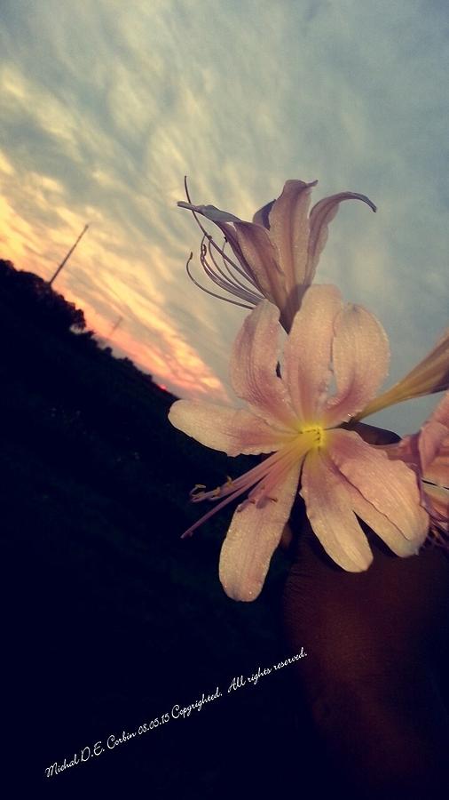 Resurrection Flower @Sunset Photograph by Serbennia Davis Resurrection Flower @Sunset Photograph by Serbennia Davis