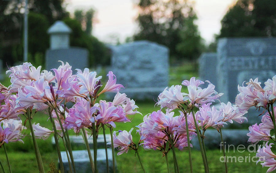 Resurrection Lilies in the Cemetery Photograph by Karen Adams