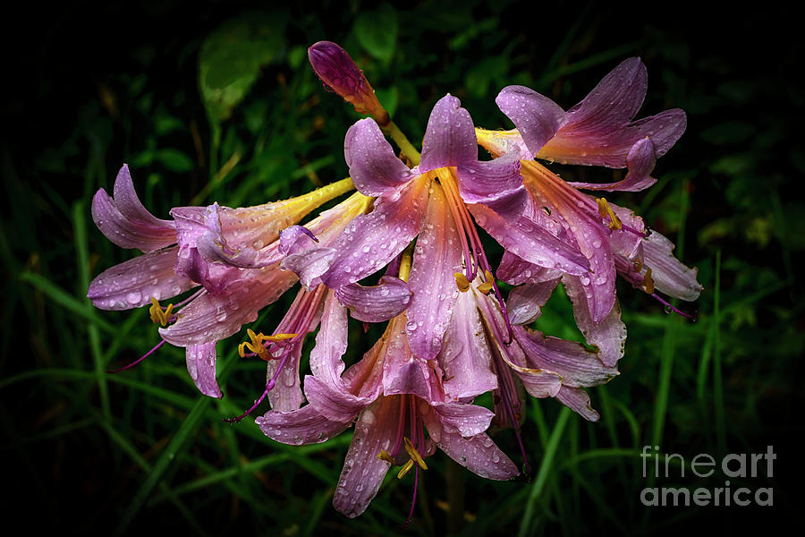 Resurrection Lily in the Rain Photograph by Thomas R Fletcher