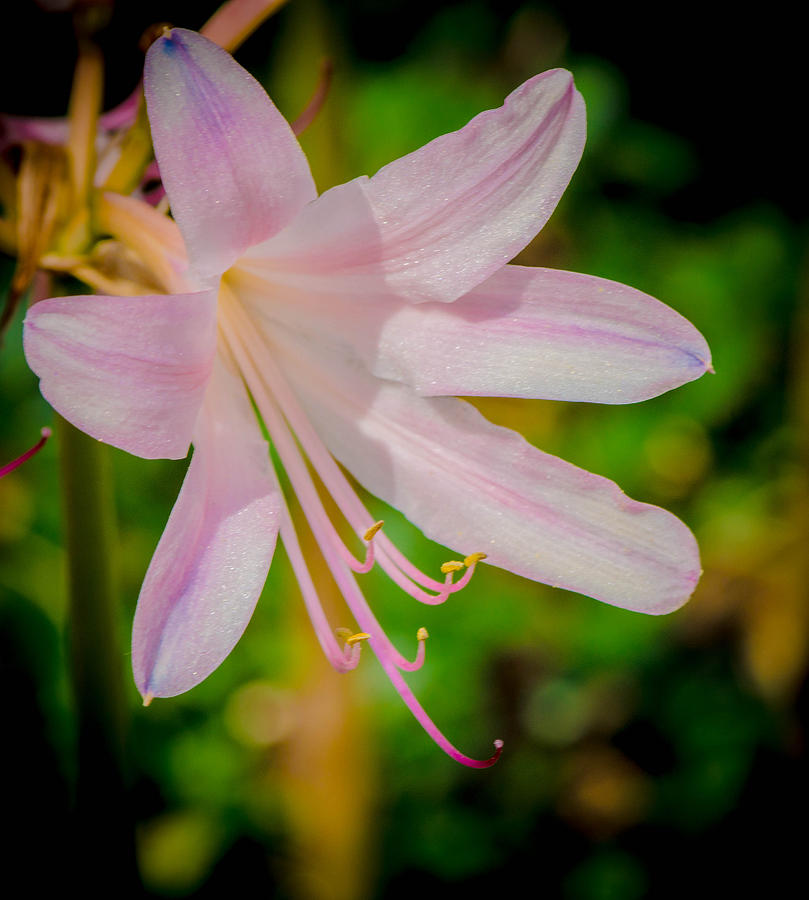 Resurrection Lily or Magic Lily Photograph by Bruce Pritchett