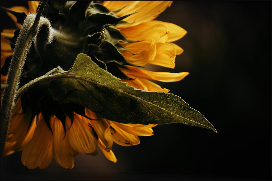 Sunflower Photograph - Reticent Sunflower by Douglas MooreZart