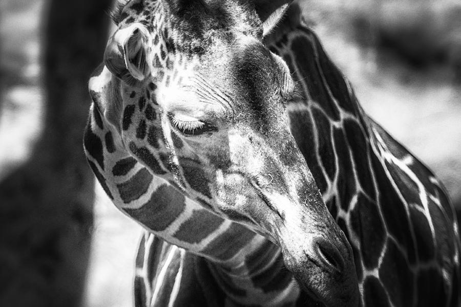 Reticulated Giraffe BW Photograph by Belinda Greb