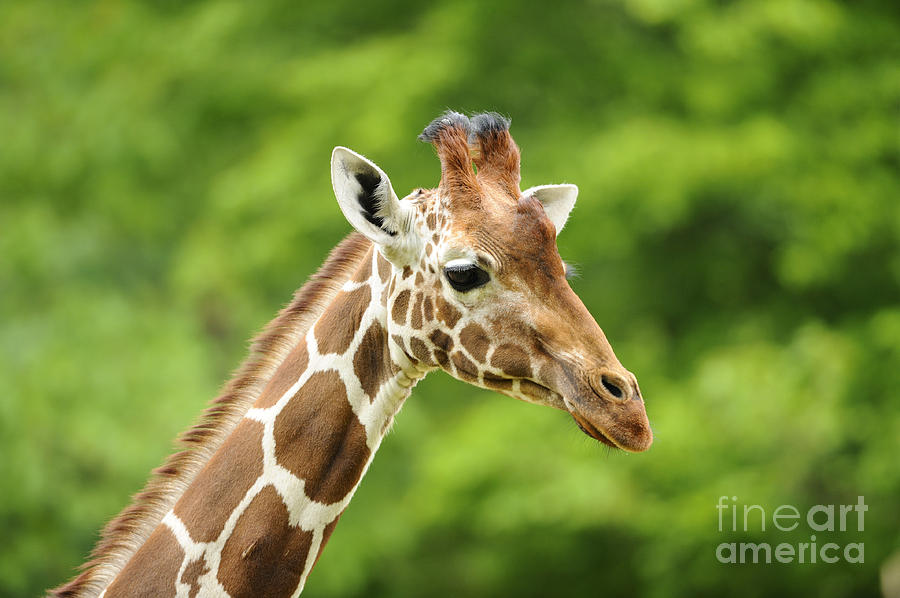 Reticulated Giraffe Photograph by David & Micha Sheldon