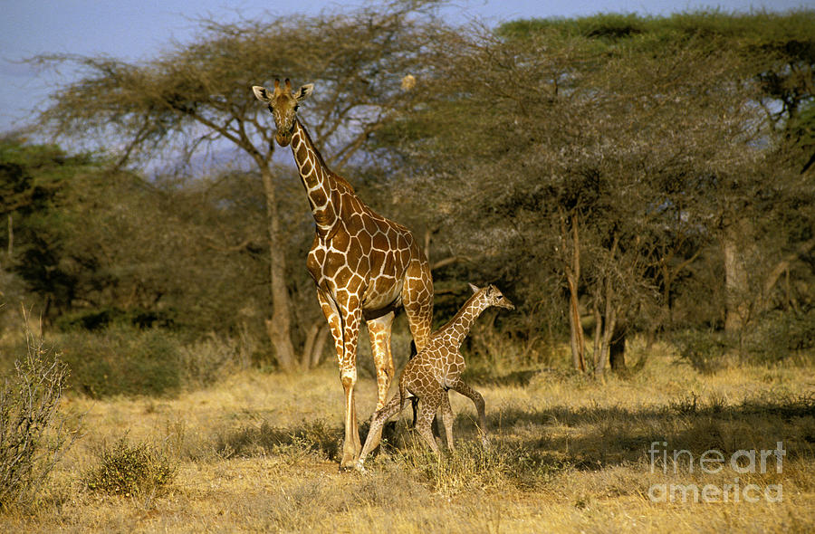Reticulated Giraffe Photograph by Gerard Lacz