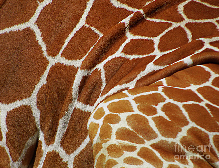 Reticulated Giraffe- Giraffa camelopardalis reticulata abstract Photograph by Rick Bures