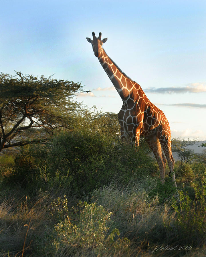 Reticulated Giraffe Kenya Photograph by Joseph G Holland