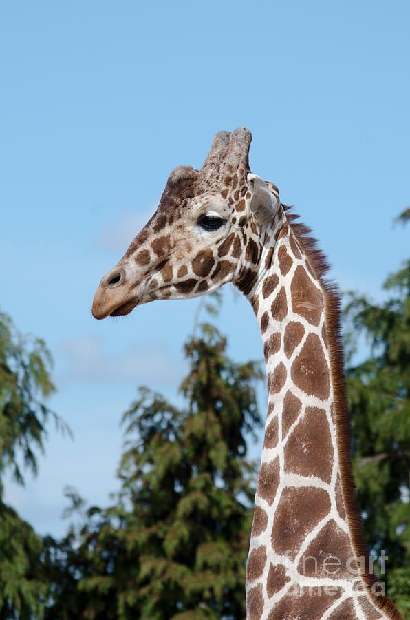 Reticulated giraffe Photograph by Steev Stamford