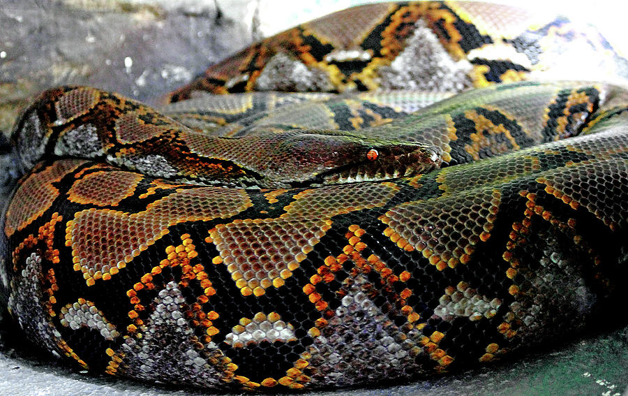 Snake Photograph - Reticulated Python  by Miroslava Jurcik