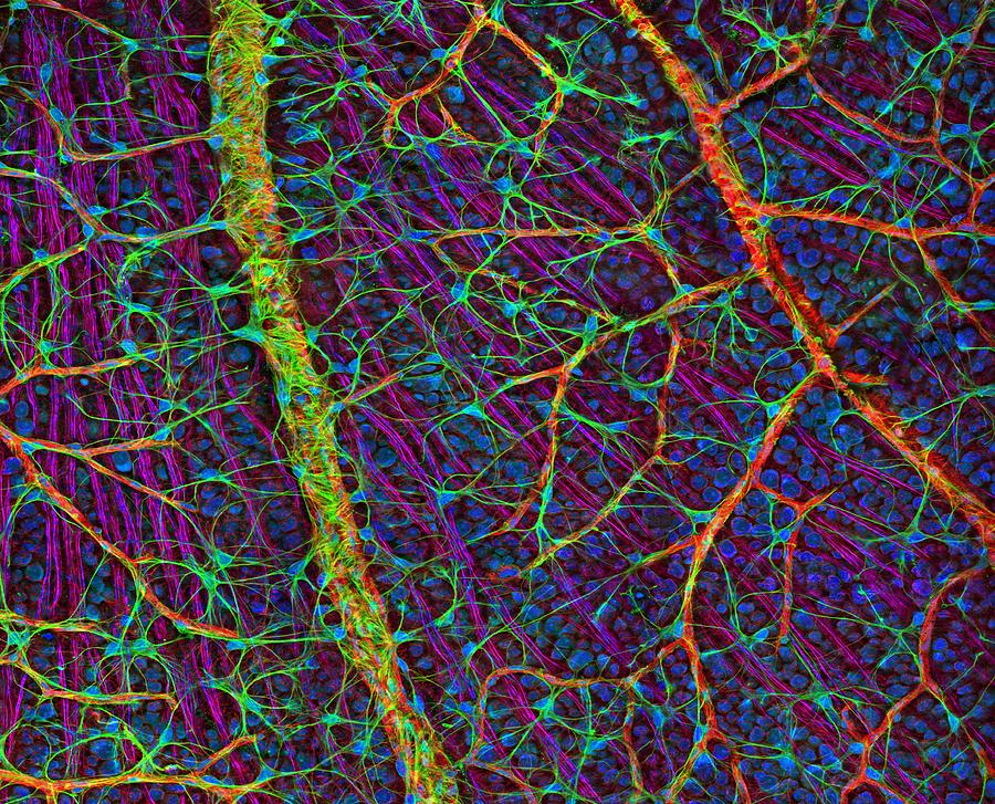 Eye Photograph - Retina Blood Vessels And Nerve Cells by Thomas Deerinck, Ncmir