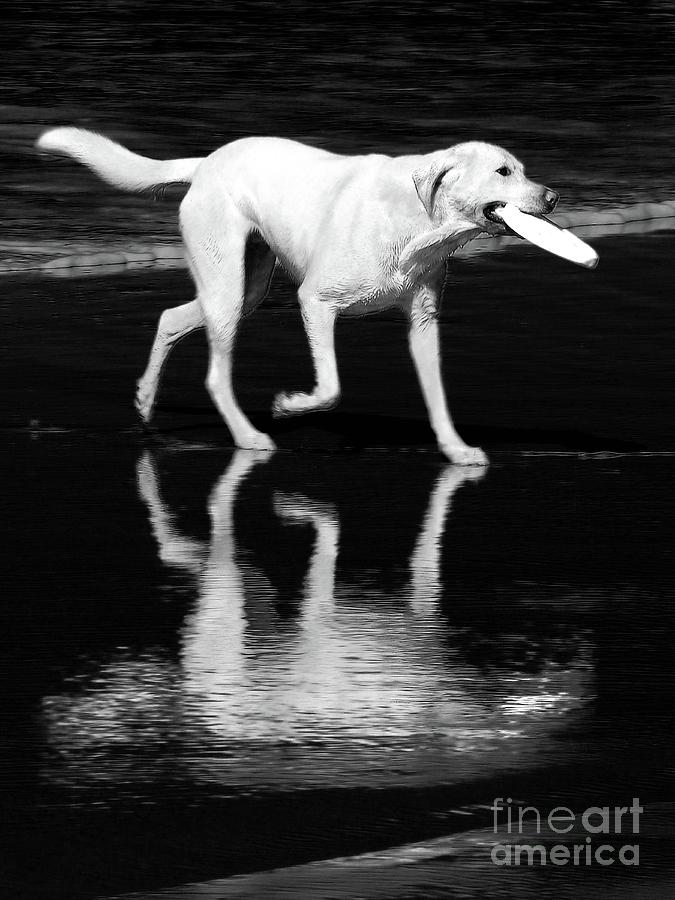 Black And White Photograph - Retriever by Lauren Leigh Hunter Fine Art Photography