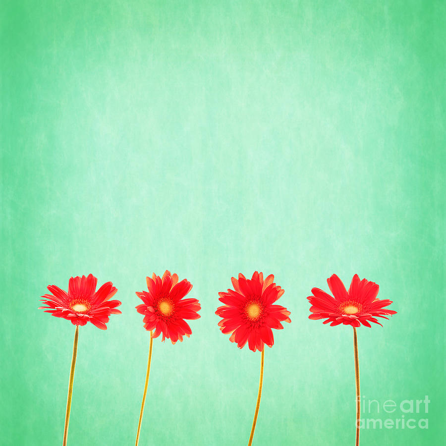 Daisy Photograph - Red Gerbera Daisy Flowers On Mint Green by Delphimages Photo Creations