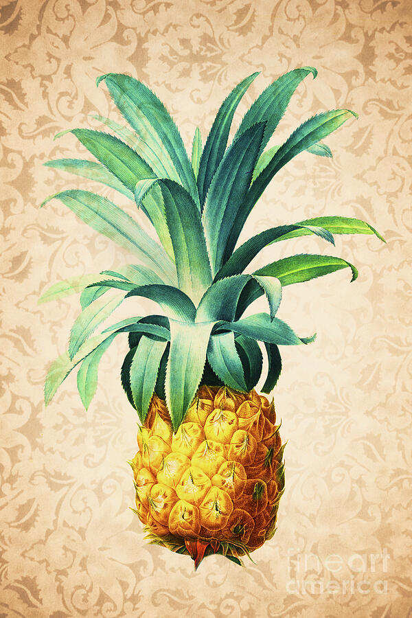 Vintage Drawing - Retro Pineapple by Delphimages Photo Creations