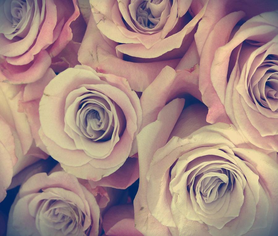 Retro Roses Photograph by Marianna Mills