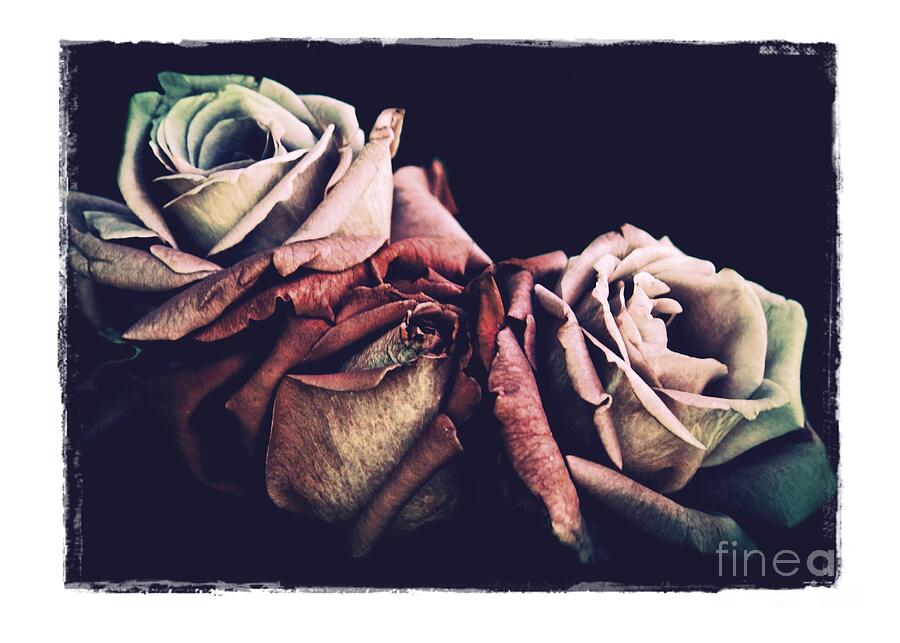 Retro Roses Photograph by Patricia Strand