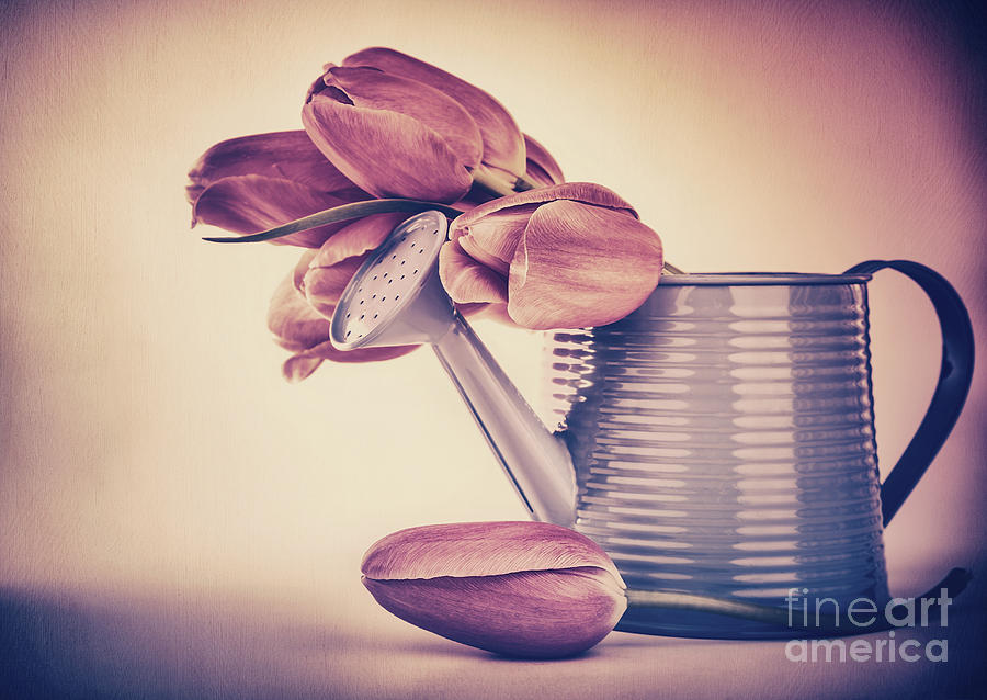 Retro style tulips bouquet Photograph by Anna Om