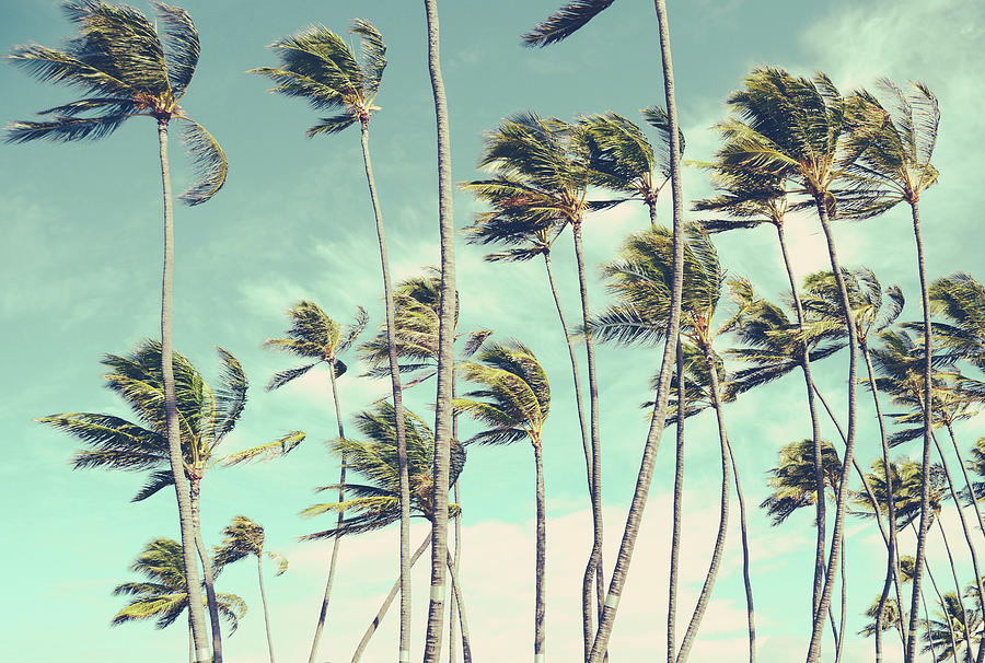 Download Retro Vintage Hawaii Palm Trees In The Wind Photograph by ...