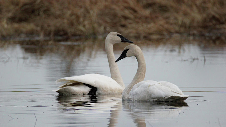 Return of Trumpeter Swans Photograph by Brook Burling