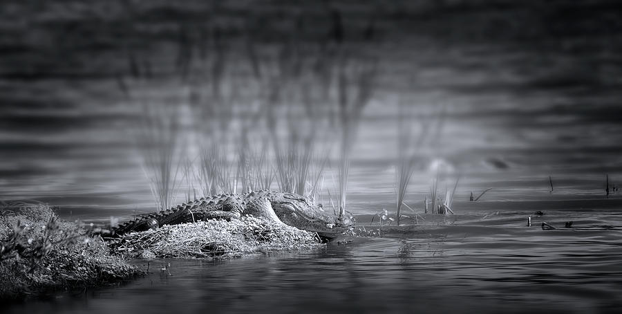 Return to Alligator Island Photograph by Mark Andrew Thomas