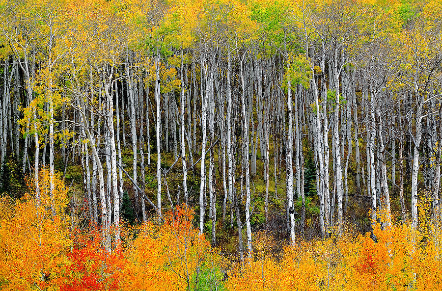 Return To The Aspen Forest Photograph by Tim Reaves