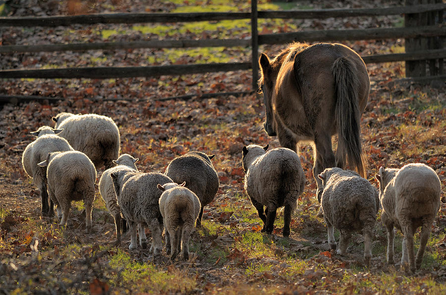 Sheep Photograph - Returning for Dinner by Don Schroder