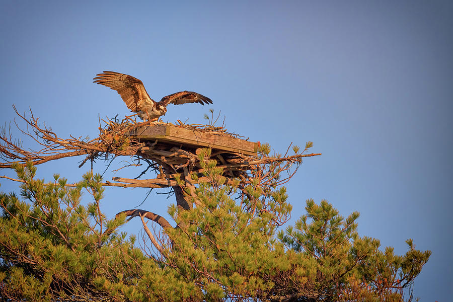 Osprey Photograph - Returning to the Nest by Rick Berk