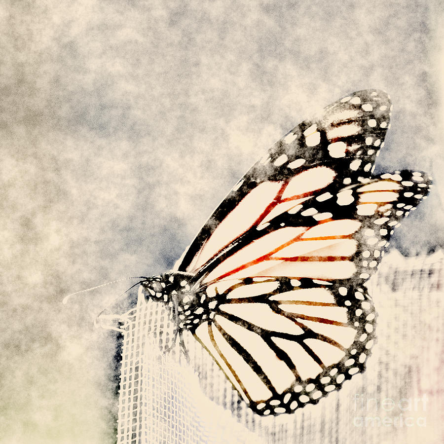 Reve de papillon - 11a Digital Art by Variance Collections