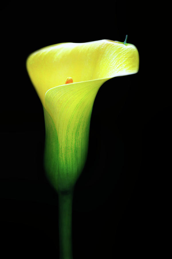 Flowers Still Life Photograph - Revelation by Iryna Goodall