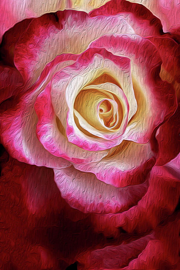 Revelling Rose Photograph by Vanessa Thomas