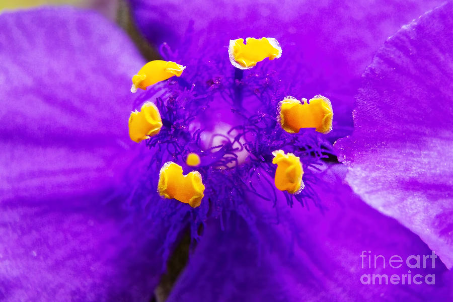 Revenge of the Spiderwort Photograph by Gary Holmes