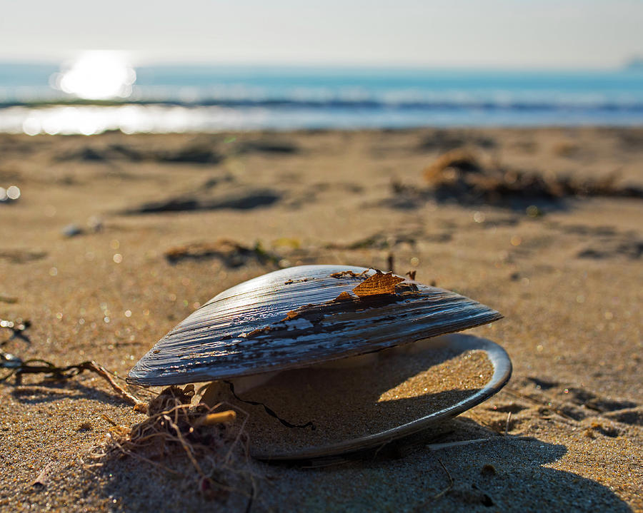 Revere Beach Clam Shell Revere MA Photograph by Toby McGuire