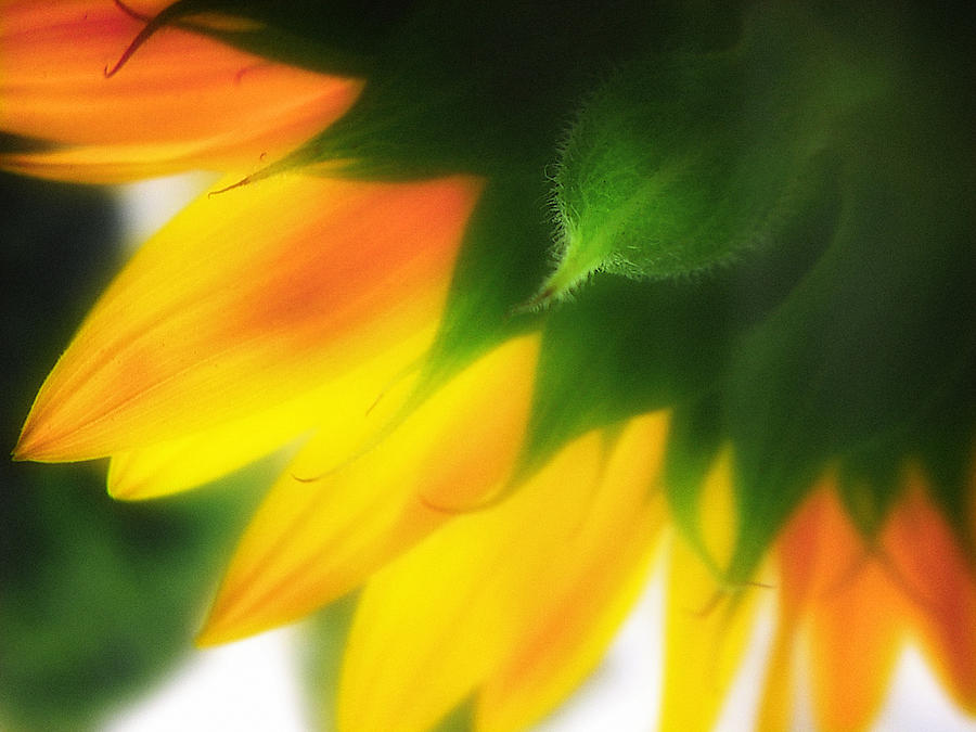 Sunflower Photograph - Reverie One by Julius Reque