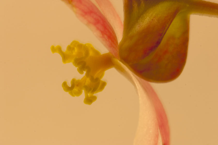 Rex Begonia Stamen Macro  Photograph by Sandra Foster