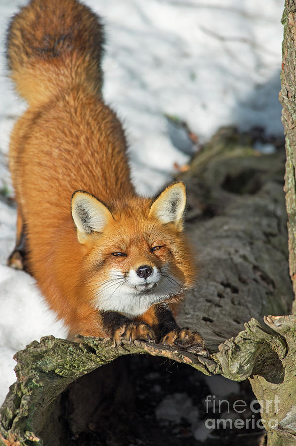 Reynard the Fox Photograph by Nina Stavlund