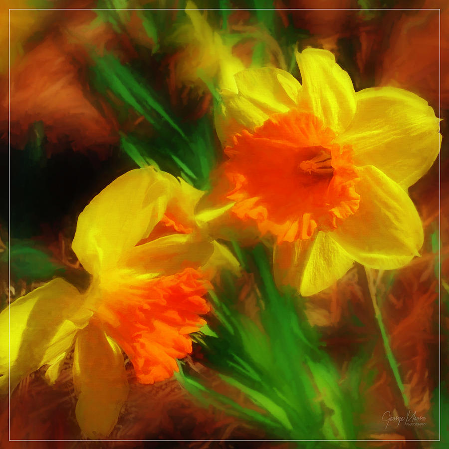 Daffodils of Spring Photograph by George Moore