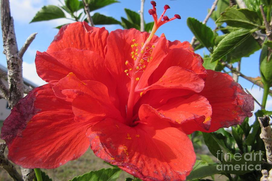 Hibiscus Photograph - RGB by ChaNooga Annie
