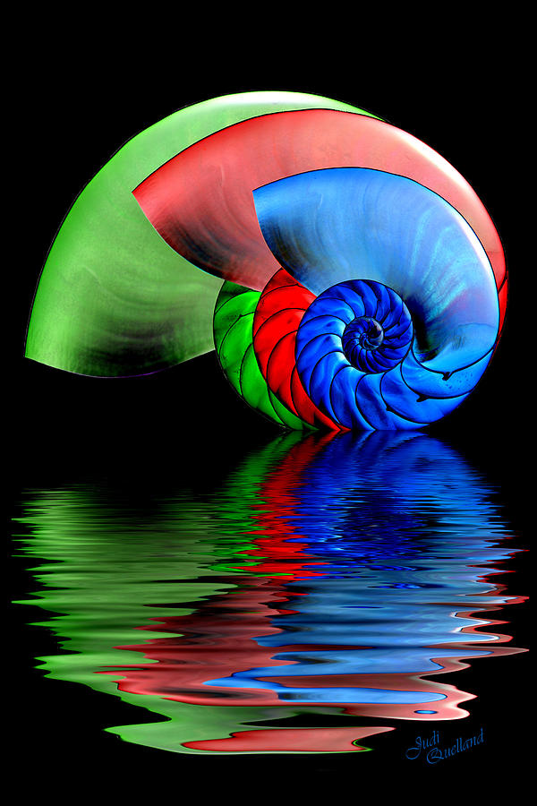 RGB Shells Photograph by Judi Quelland