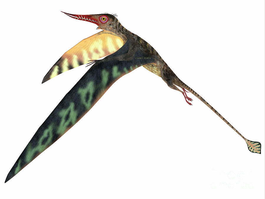 pterosaur rhamphorhynchus