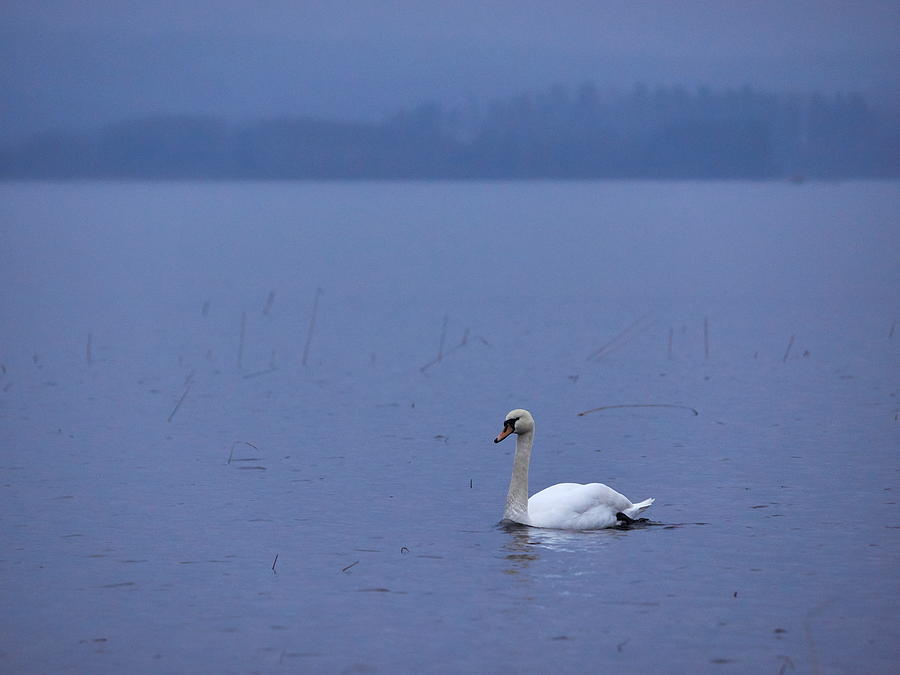 Rhapsody in Blue. Mute Swan Photograph by Jouko Lehto