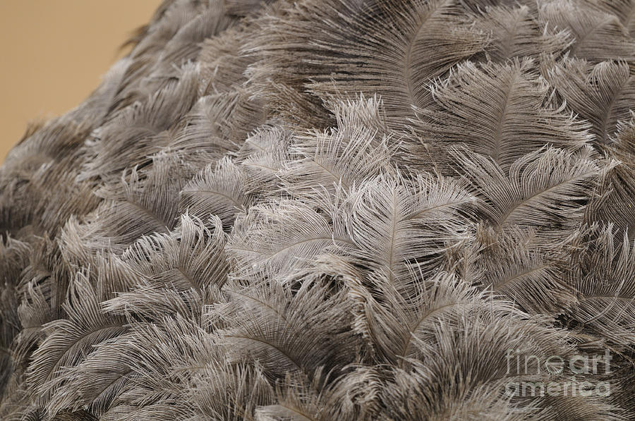 Rhea Feathers Photograph by David & Micha Sheldon