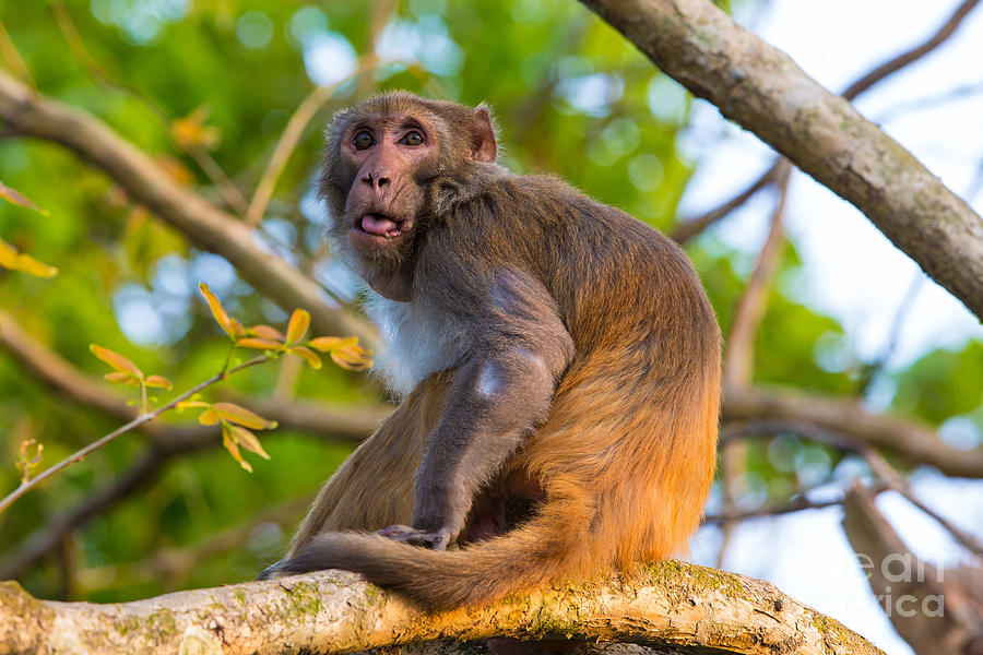 Rhesus Macaque, India Photograph by B. G. Thomson