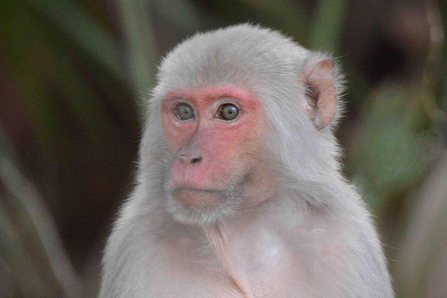 Rhesus Monkey along Silver River Photograph by Alan Lenk