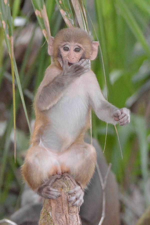 Rhesus Monkey Baby Photograph by Alan Lenk