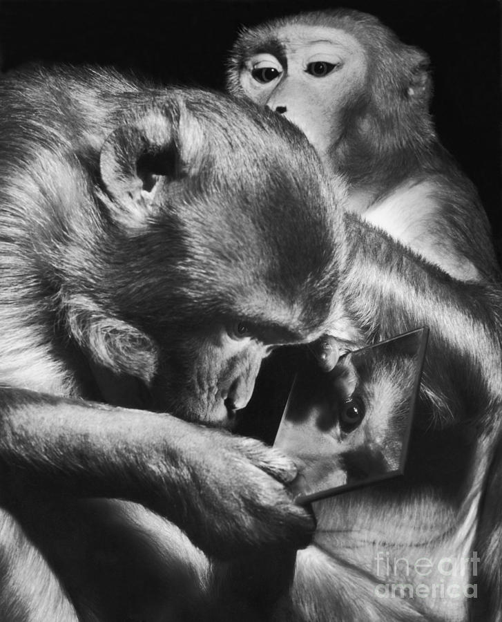Rhesus Monkeys Photograph by Ylla