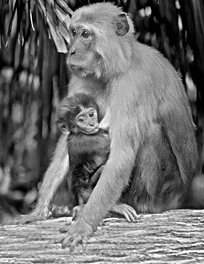 Rhesus Mother with Newborn 1 Photograph by Sheri McLeroy