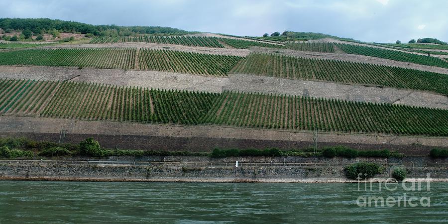 Rhine Valley Vineyards Panorama Photograph by Thomas Marchessault