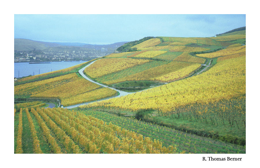 Rhine Vineyard Photograph by R Thomas Berner