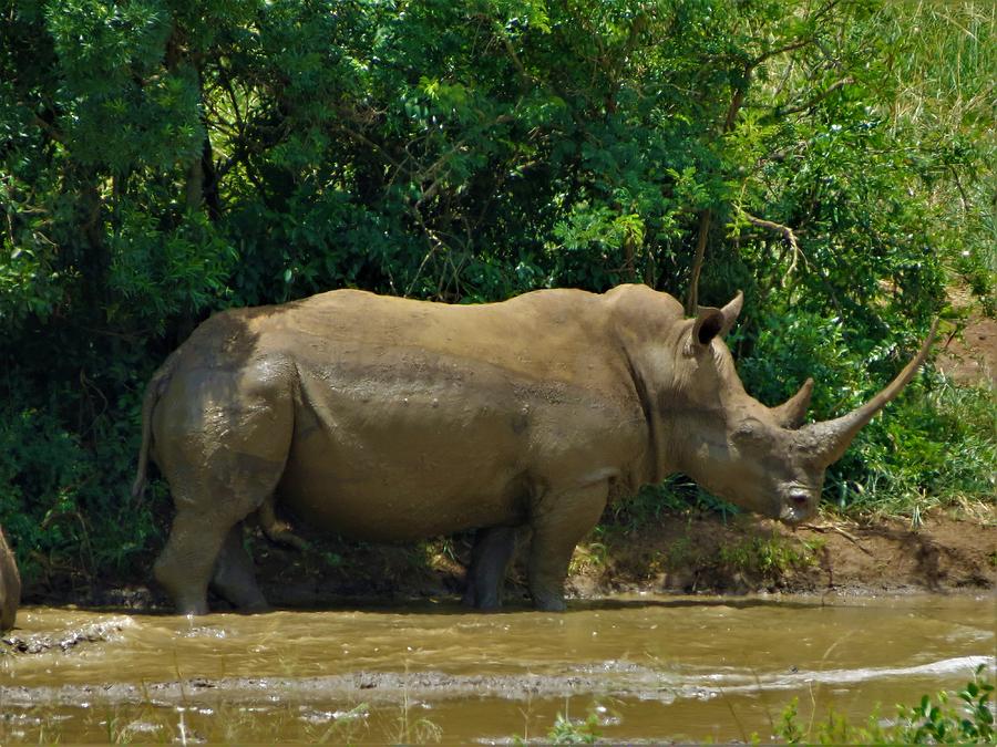 Rhino 1 Photograph by Vijay Sharon Govender