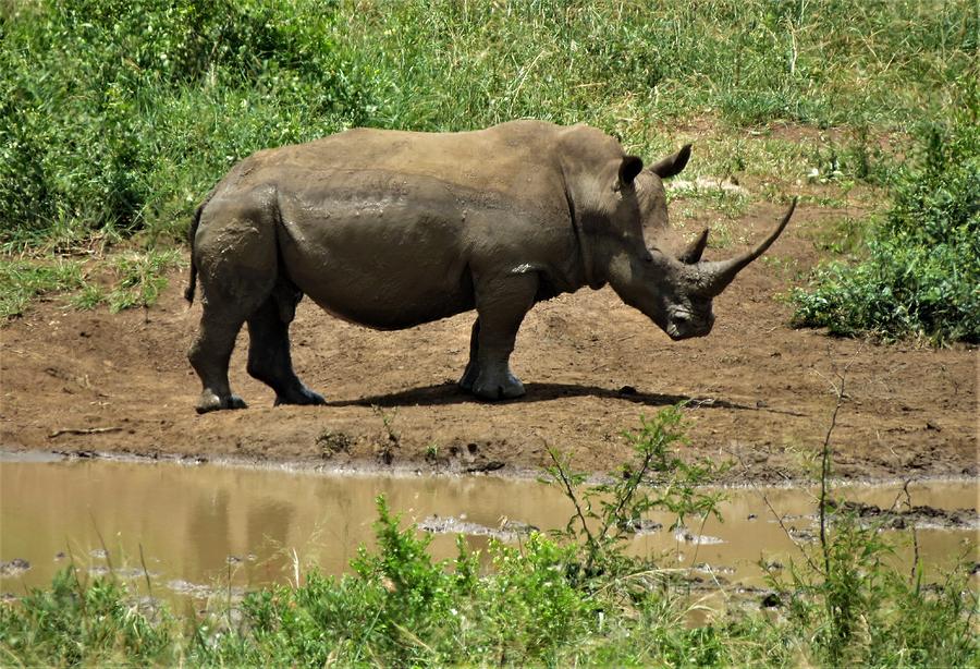 Rhino 2 Photograph by Vijay Sharon Govender